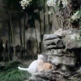 ›› 𝘭𝘢𝘷3𝘯𝘥 𝘤𝘢𝘵 !¡