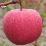Богдорчилик,🌱🌳🍒🍎🥭🍑🍋