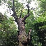 Natur, Altes Wissen und Spiritualität