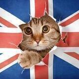English in polls 🇺🇲 🇬🇧 Английский в опросах | Endlich Language
