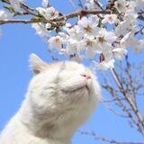 my pinterest | милые котики