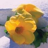 💛عشاق اللون الاصفر💛