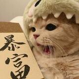 阿木小额代收 夕阳上压1000U