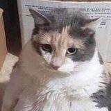 Catmemes