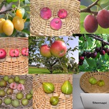 Obstsortenerhalter