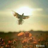 هِيَ جَنةٌ.🍃🕊