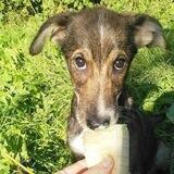 Приют для бездомных животных "Щенячий Ангел" PuppyAngel911