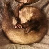 r/Ferrets