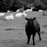 Black Sheep