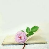 لِٰـۛৣـﯛ̲୭ز ﯛ̲୭سِٰـۛৣـڪِٰـۛৣـر