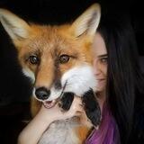 Nika_romanenko_fox
