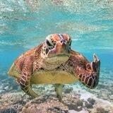 turtles, черепашья братва