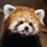 Daily Dose of Red Panda
