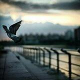 رِاحُلوّنِ وإلىِ اللهِ رُاَجعٌوّنِ