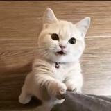 Cat videos 🐈