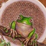 Kambô Paraguay 🐸🇵🇾