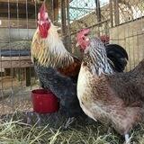 Make Chickens Great Again