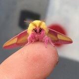 Only Moths
