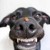 Happy animals