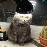 .Страдающее Котовье