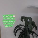 🌸عالم الذووق 🌸