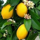 🍋Мега 200+ | +700