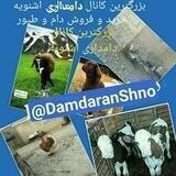 دامداران اشنویه(ئاژه‌لداری شنو)