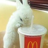 A tiny cute warren🐰