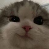 my little stupid channel