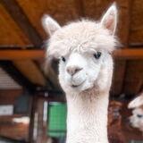 Alpaca land