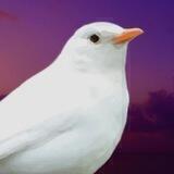 El Mirlo Blanco