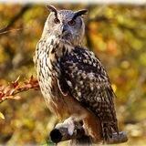 Mittelerde 🦉