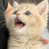 ꒰𑁬 veilust 🐈 ִ ׂ ⊹