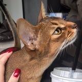 Инсайды Петровича🐱