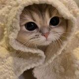 ⁺ ࣭ ☾. mouchess .✿