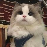 张德顺PC