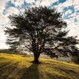 Ressources de la nature - Diamants Libres