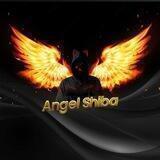 Angel Shiba Portal