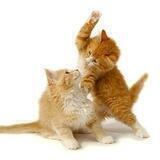 animals telegram