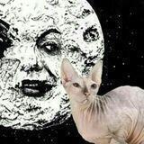 Cinema Sphynx