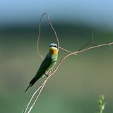 Murod Photo