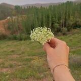 فانتزی جآت هیلدا😌🌱