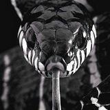 Zzmeya🐍