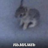 агро тошик
