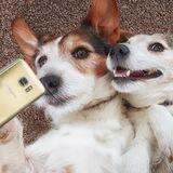Смешные собаки 🐶🐕🐩