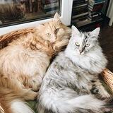 Двакотаж