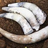 The Biodynamic Way
