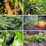 🌴 Gardening and off-grid Living 🌴