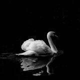 طير أبيض🦢