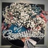 Gypsophila
